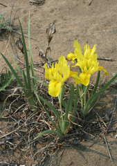 Iris humilis