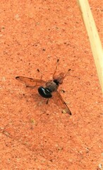 Lamprogaster flavipennis
