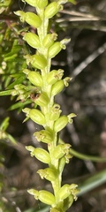 Microtis parviflora