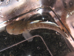 Rhinogobius rubromaculatus