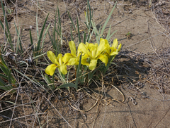 Iris humilis