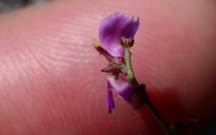 Indigofera sp16