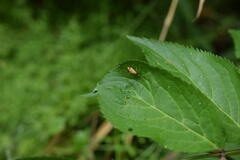 Nemophora