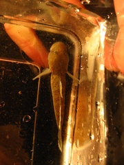 Rhinogobius rubromaculatus