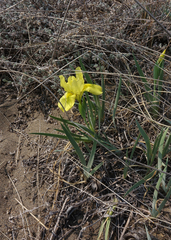 Iris humilis