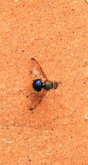Lamprogaster flavipennis