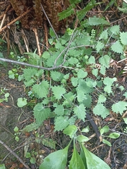 Urtica sykesii