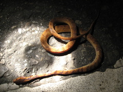 Pareas formosensis