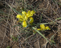 Iris humilis