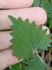 Urtica sykesii