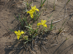 Iris humilis