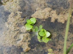 Lindernia rotundifolia