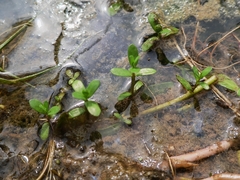 Callitriche palustris