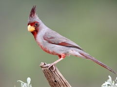 Cardinalis sinuatus