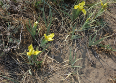 Iris humilis