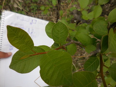 Bursera schlechtendalii