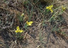 Iris humilis
