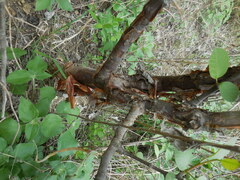 Bursera schlechtendalii