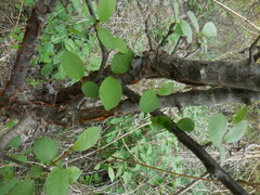 Bursera schlechtendalii