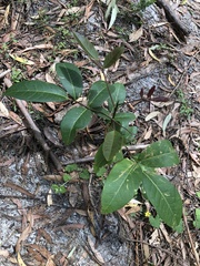 Flindersia bennettii