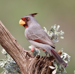 Cardinalis sinuatus