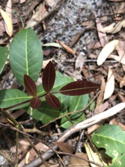 Flindersia bennettii