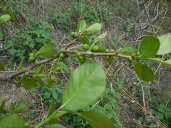 Bursera schlechtendalii