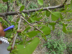 Bursera schlechtendalii