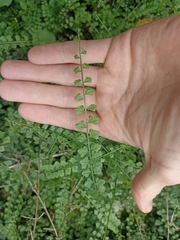 Asplenium flabellifolium