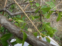 Bursera schlechtendalii