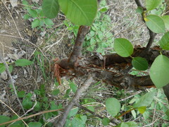 Bursera schlechtendalii