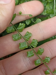 Asplenium flabellifolium