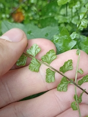 Asplenium flabellifolium