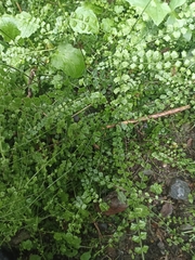 Asplenium flabellifolium