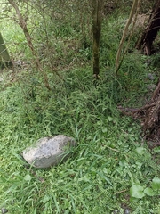 Asplenium flabellifolium