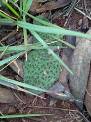 Ledebouria ovatifolia