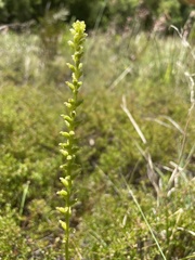 Microtis parviflora