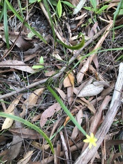 Tricoryne anceps