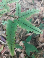 Adiantum flabellulatum