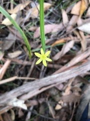 Tricoryne anceps