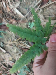 Adiantum flabellulatum