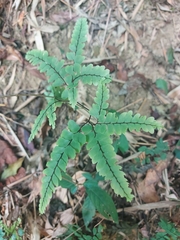 Adiantum flabellulatum