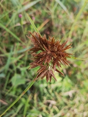 Cyperus polystachyos