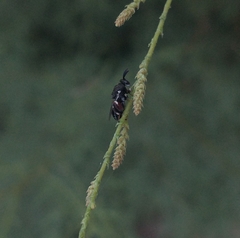 Brachymeria podagrica