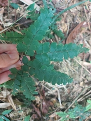 Adiantum flabellulatum