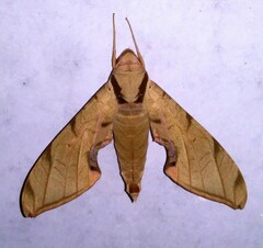 Protambulyx strigilis