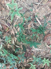 Adiantum flabellulatum