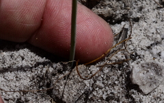 Albuca