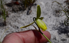 Albuca