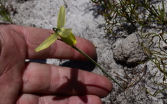 Albuca